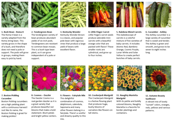 Seeds1